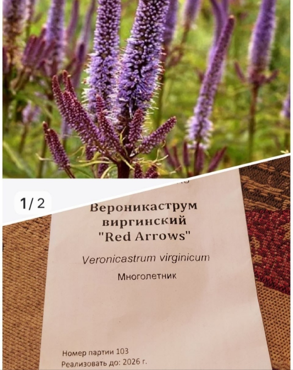 Вероникаструм 