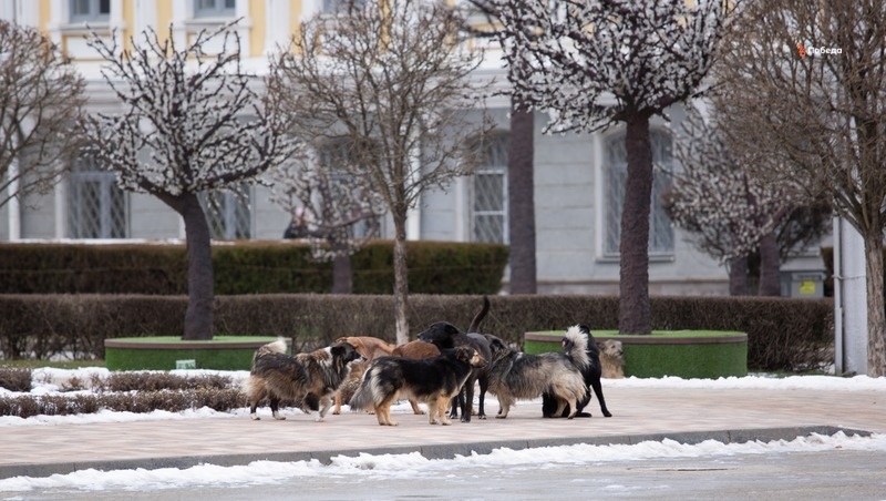      Фото: Валерия Алтухова / / ИА «Победа26»