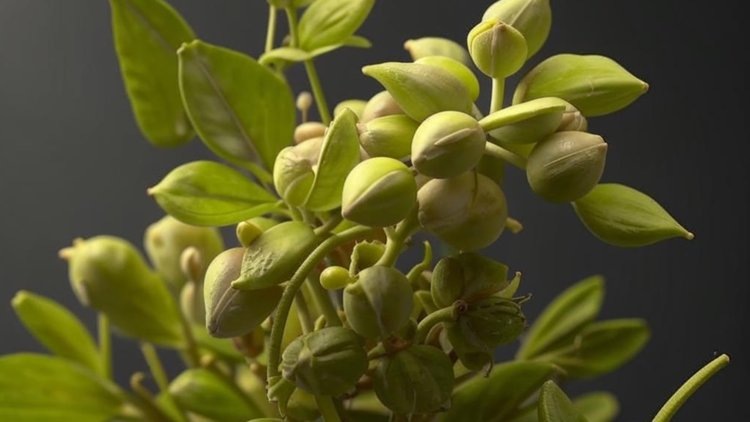    Пажитник что это такое