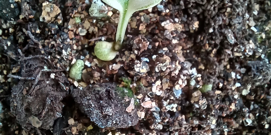 Посев хост.