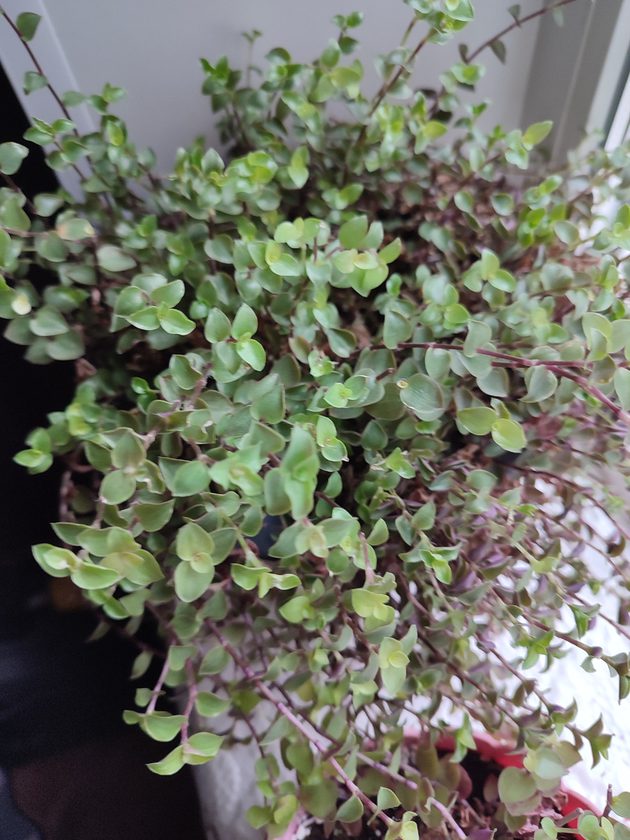 Осень и зима, каллизия вытянулась и развалилась