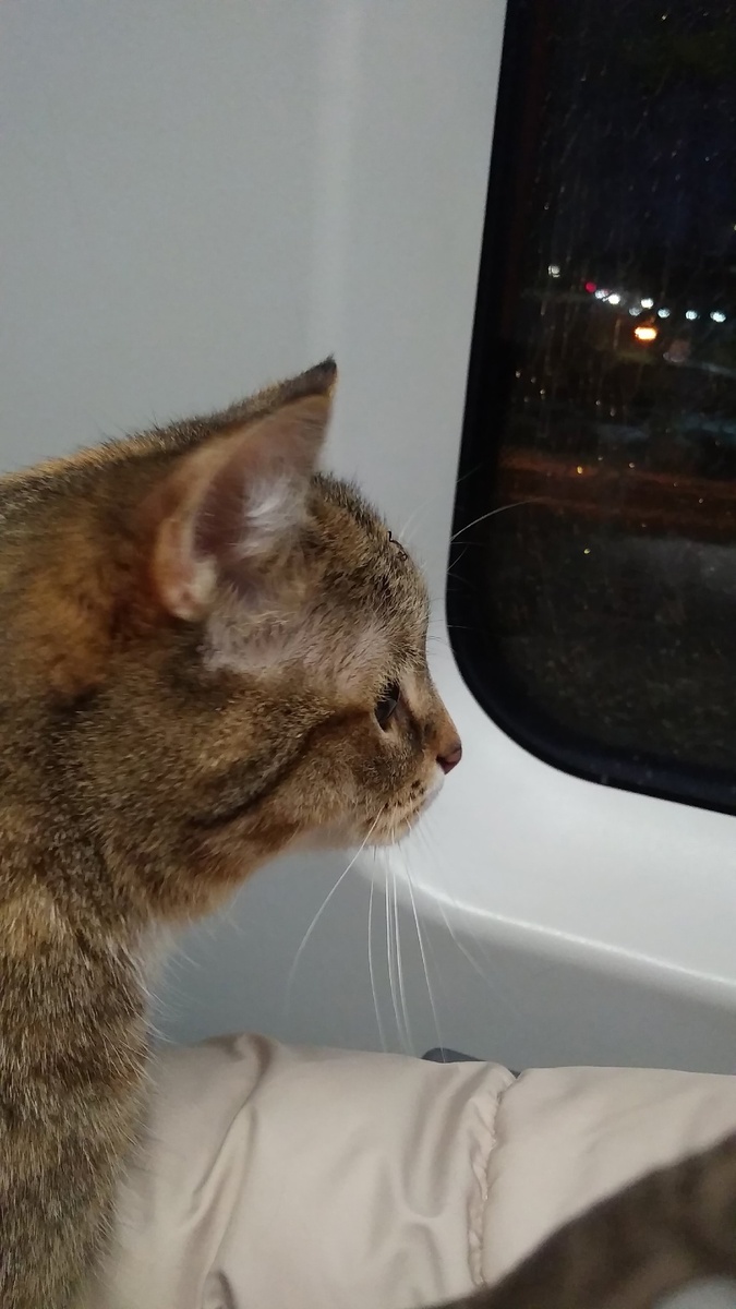 И у кошки должны быть развлечения