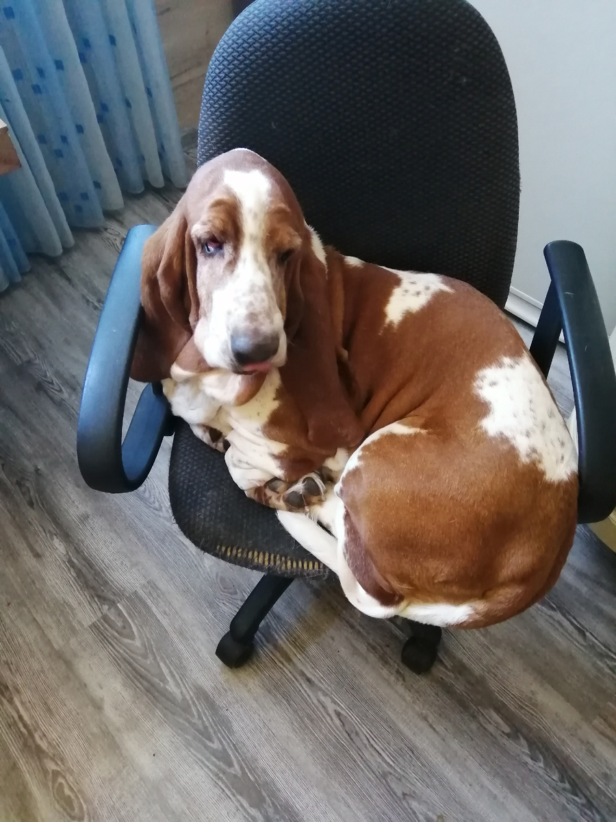 Фотография с телефона. Знакомтесь- Бассет Мотя.