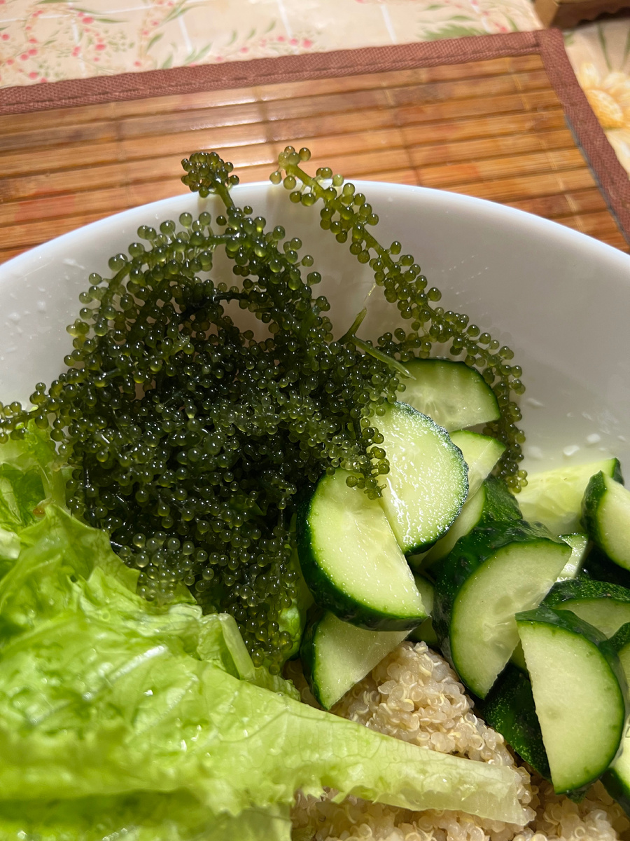 Морской виноград