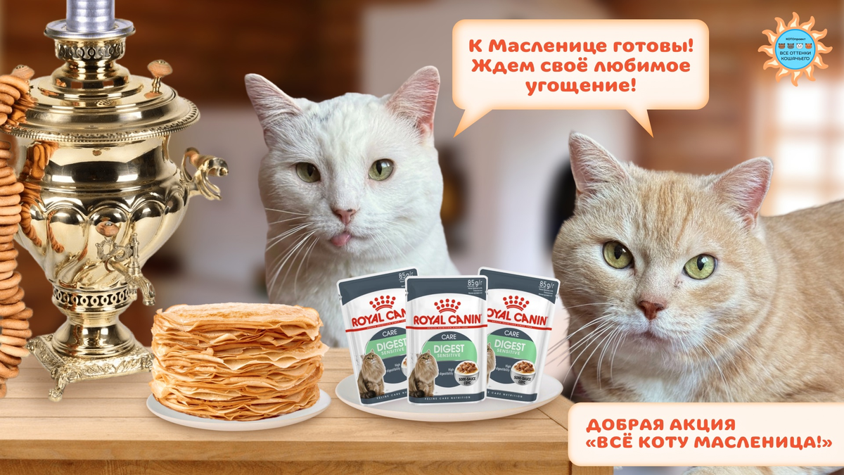 © ВСЕ ОТТЕНКИ КОШАЧЬЕГО. На фото 🐈Чехия и 🐈Алиса