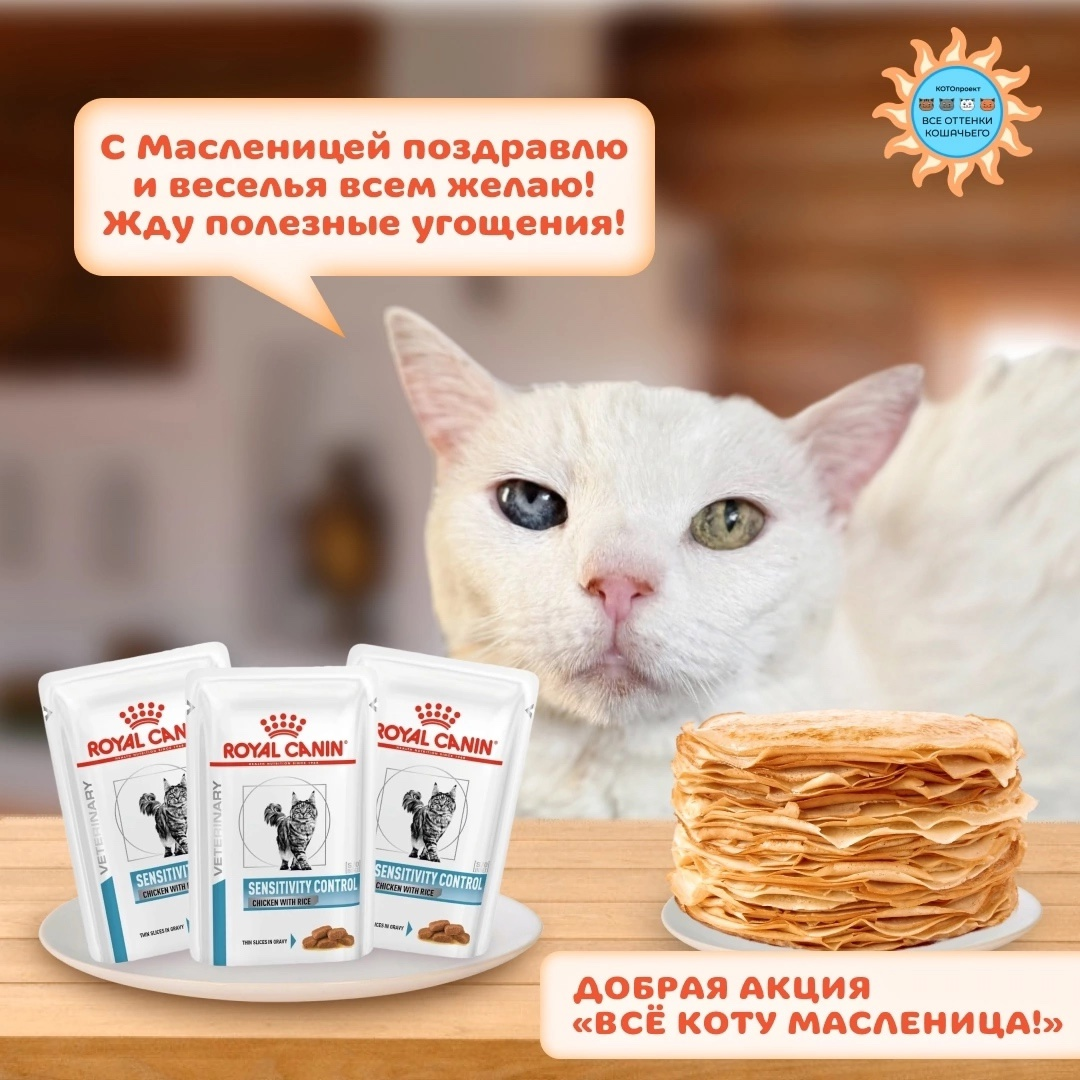 © ВСЕ ОТТЕНКИ КОШАЧЬЕГО. На фото 🐈Банни 