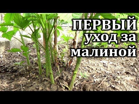 Весенний уход за малиной — основа для получения обильного урожая и защиты кустов от болезней. Рассказываю, как правильно подготовить растения к сезону.