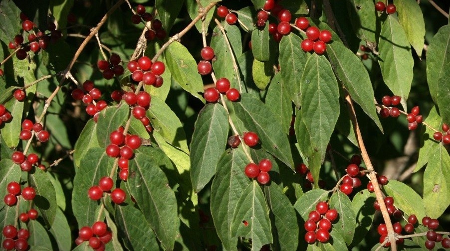 Если хочется выращивать Жимолость как плодовую культуру, то других, не просто съедобных, но еще вкусных и полезных сортов полно.