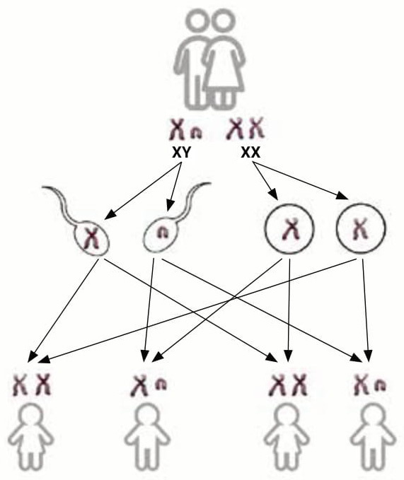 У млекопитающих два типа половых хромосом: Х и Y. При зачатии они комбинируются с равной вероятностью, поэтому в популяции мальчики и девочки должны рождаться с одинаковой частотой