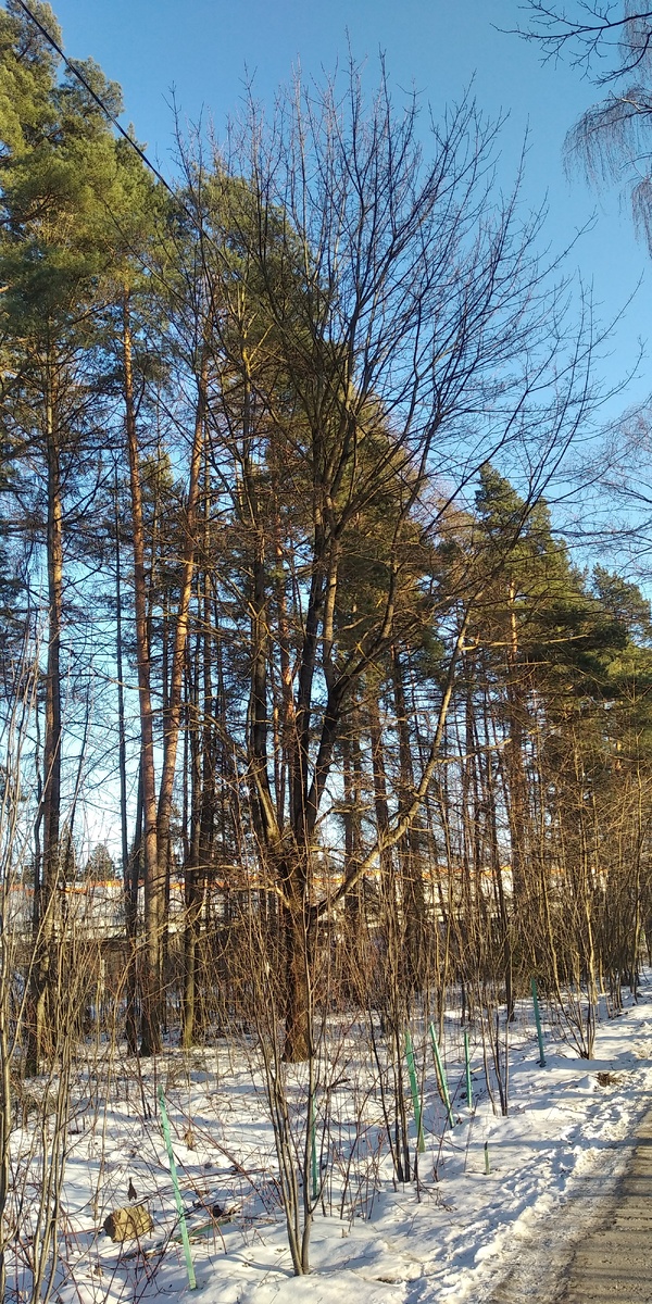 На дальней станции сойду 