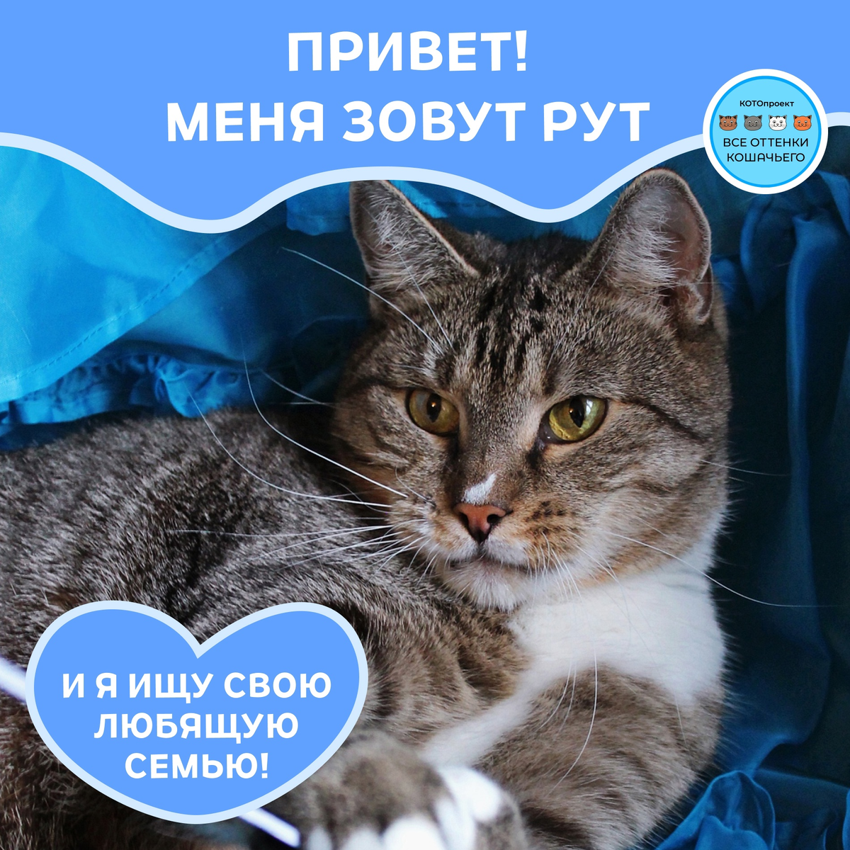 © ВСЕ ОТТЕНКИ КОШАЧЬЕГО. Кот Рут ищет своих любящих хозяев! Листай дальше, чтобы познакомиться поближе ➡️