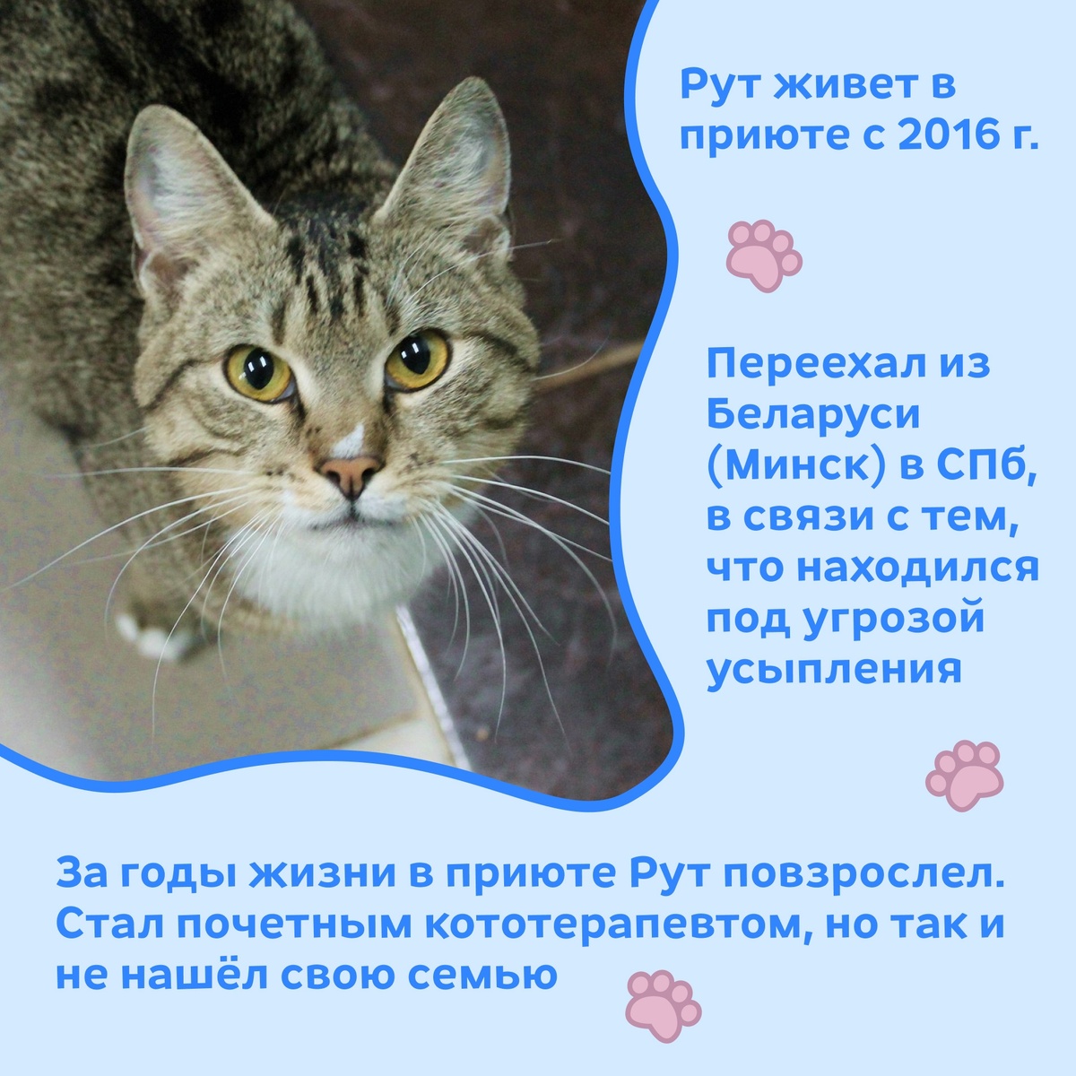 © ВСЕ ОТТЕНКИ КОШАЧЬЕГО. Кот Рут ищет своих любящих хозяев!