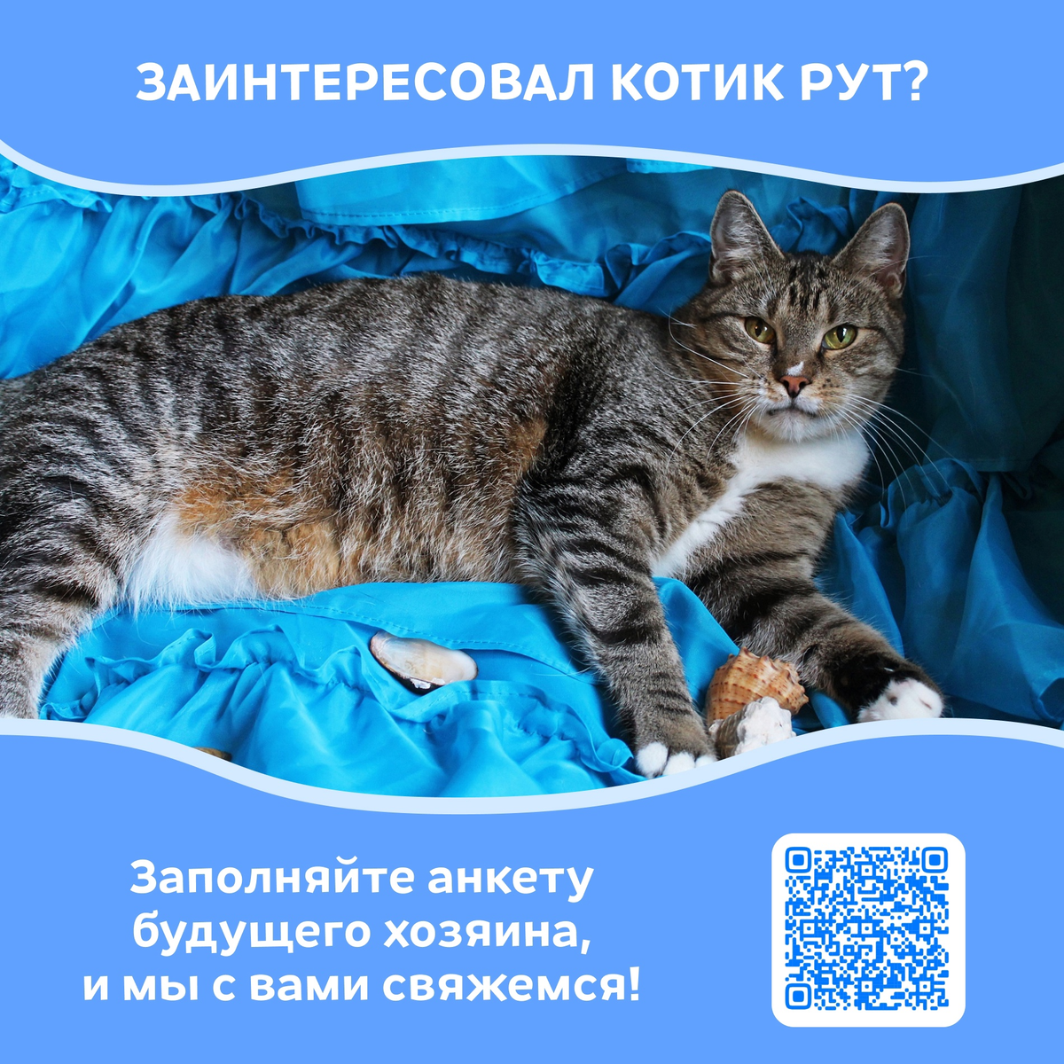 © ВСЕ ОТТЕНКИ КОШАЧЬЕГО. Кот Рут ищет своих любящих хозяев! 