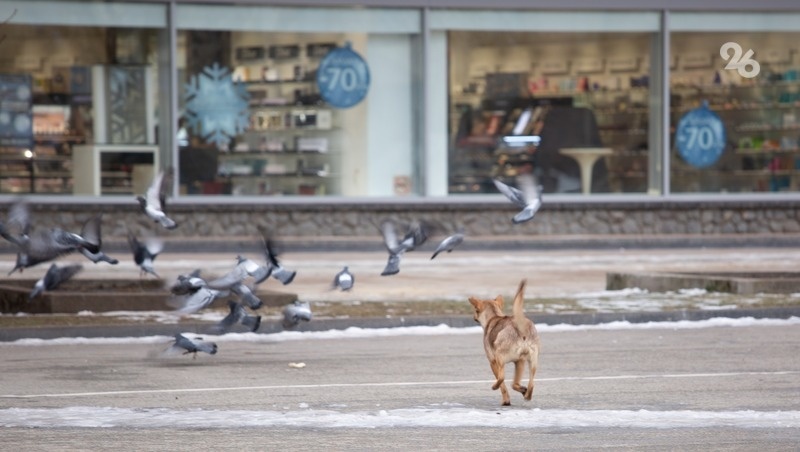      Фото: Валерия Алтухова / / ИА «Победа26»