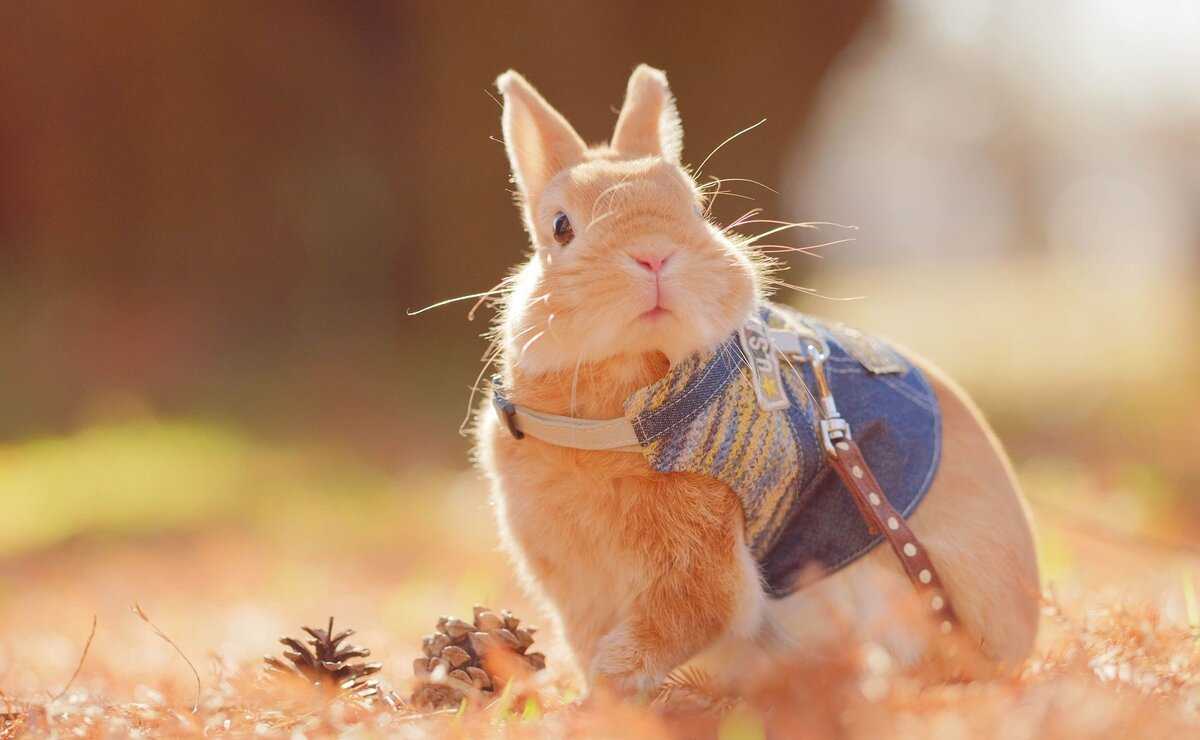 Какой модный малышарик на осенней прогулке