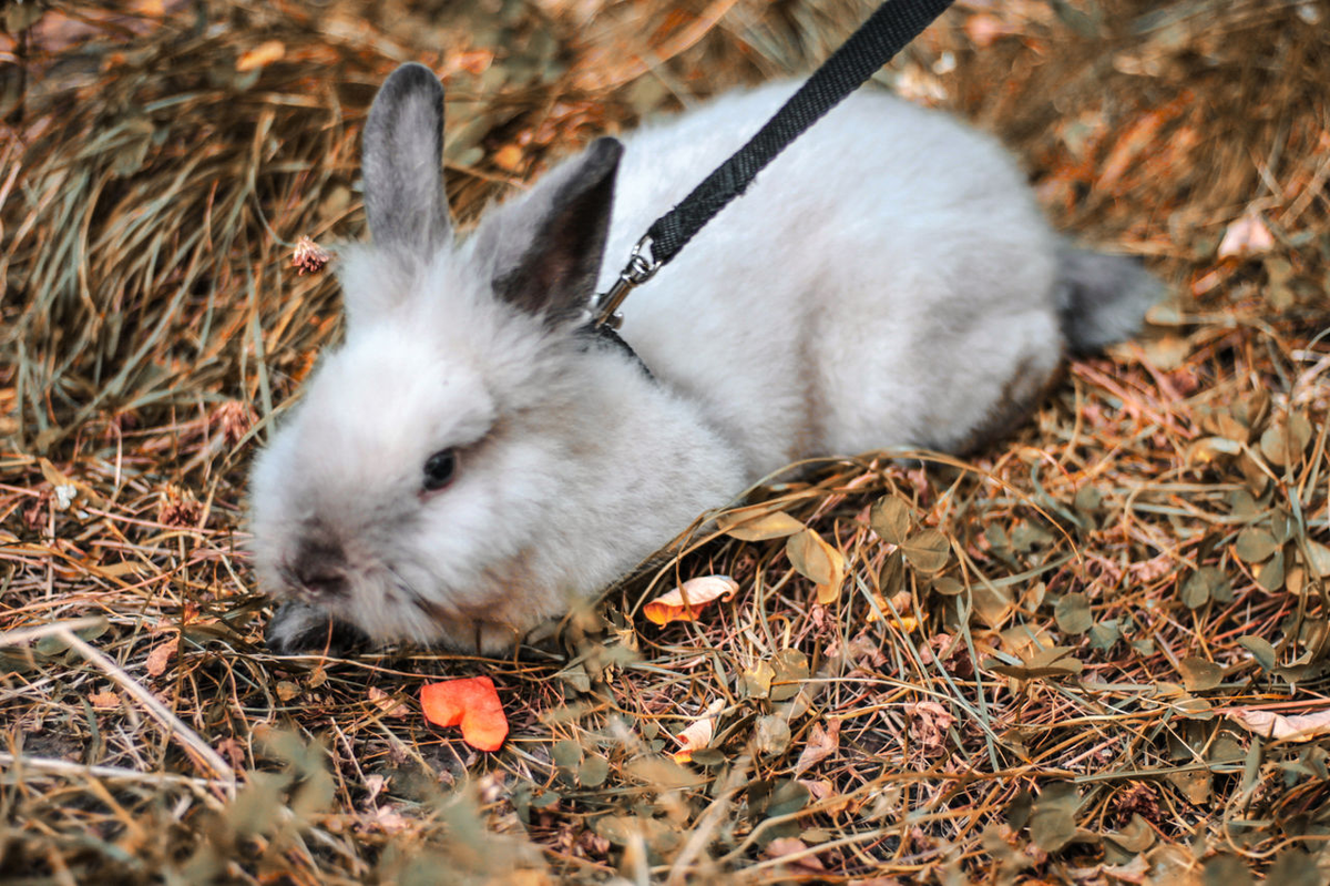 Он пытается слиться с листвой, но пока не очень хорошо получается