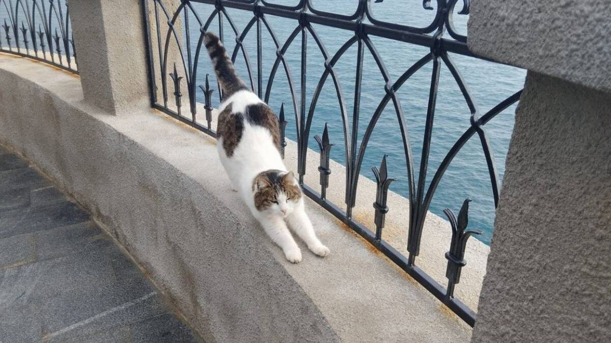    Фото: VK / Дворец-замок Ласточкино Гнездо