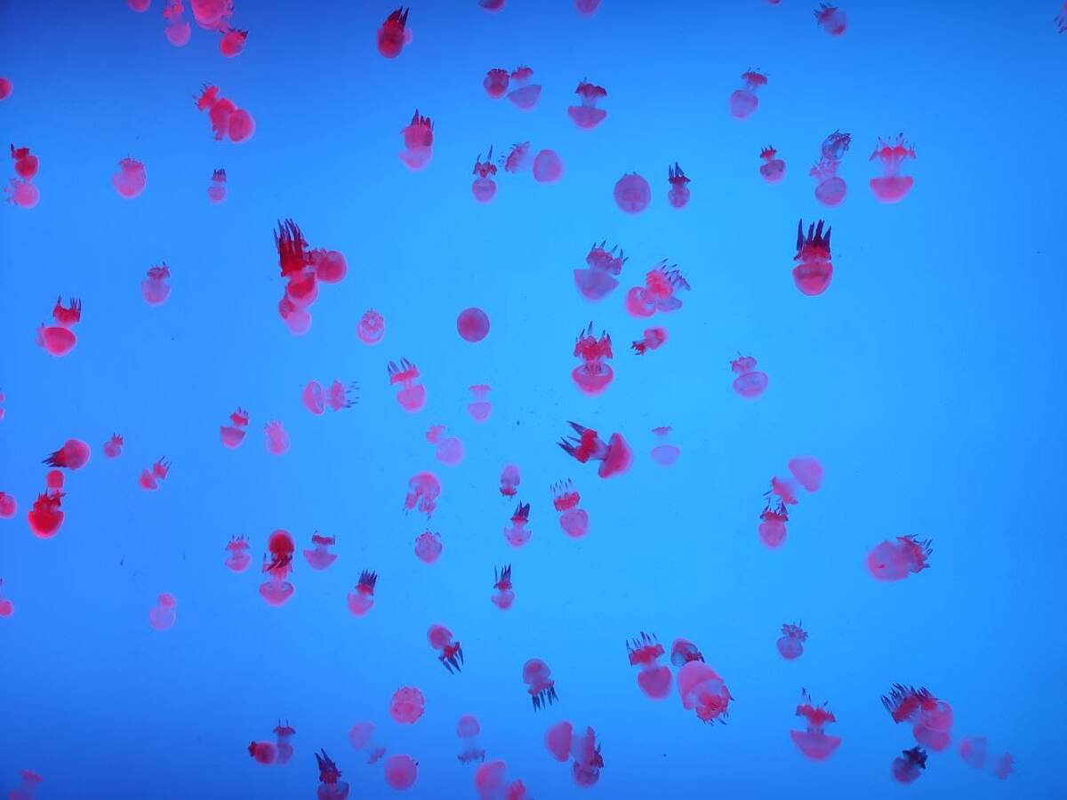 В шанхайском окенариуме