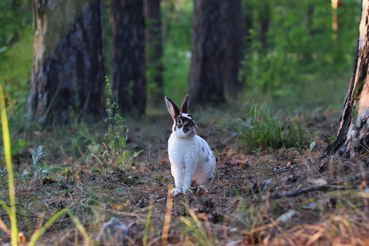 А что ты так на меня смотришь? Да, ранше я был полностью белый, но шерсть сменилась, теперь я совсем другой!