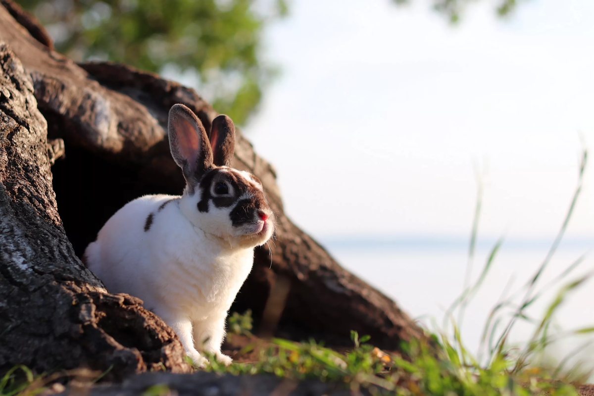 А вот и наступила весна, пришло время обновлений!