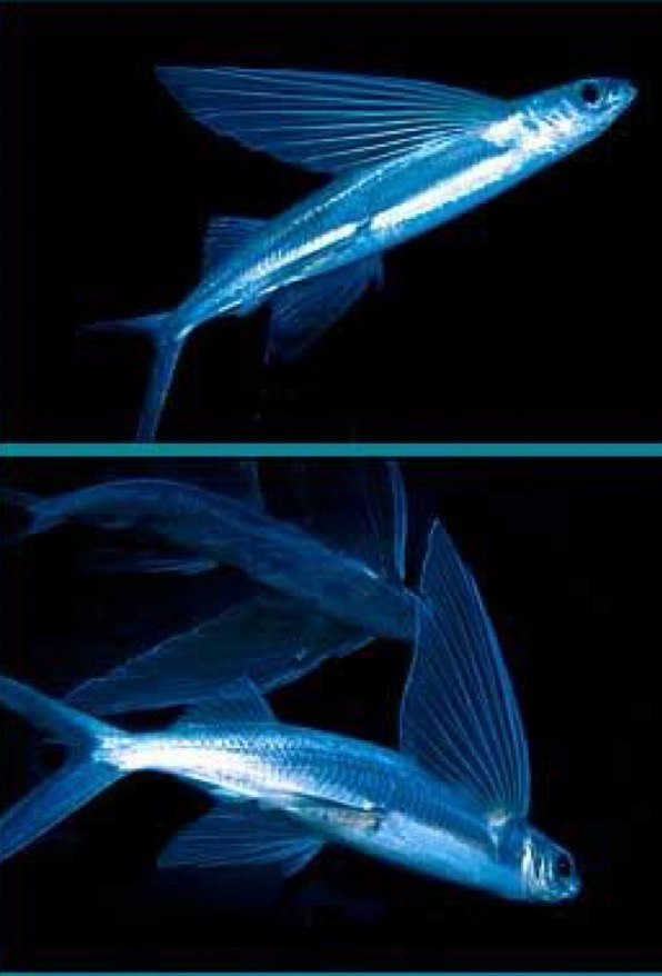 Летучие рыбы