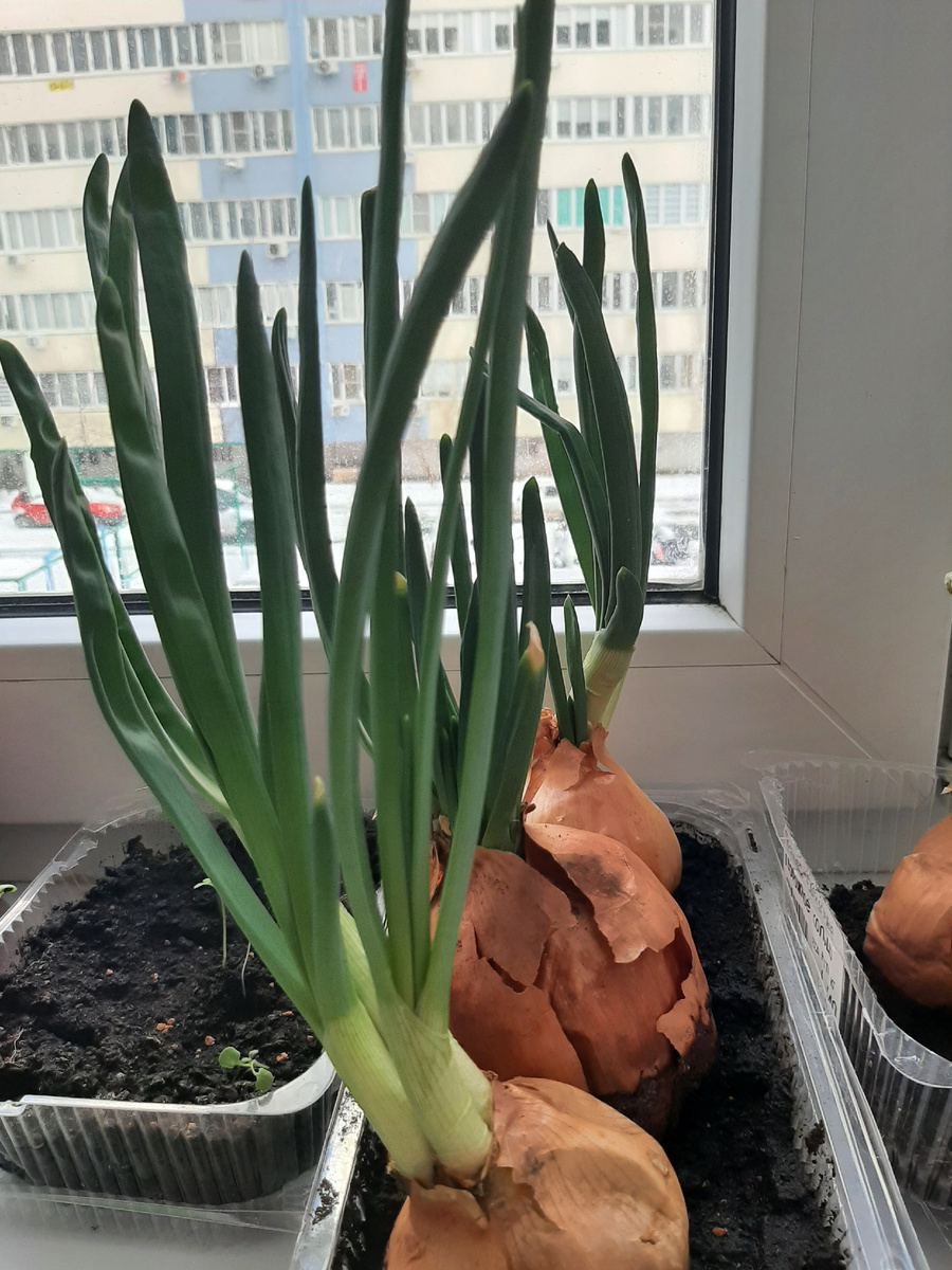 Начну с лука. Он у меня хорош