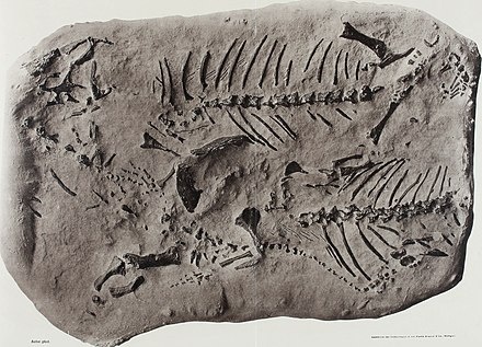 Окаменелость.