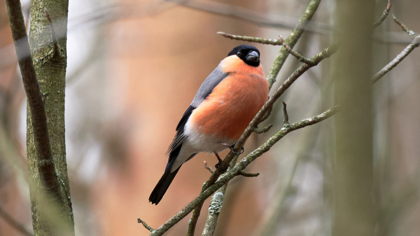    Фото: © РИА Новости/Алексей Даничев