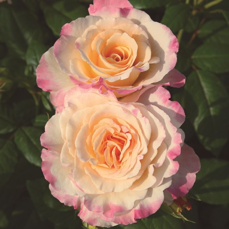 Фото VIVAI LE GEORGICHE SOCIETÀ AGRICOLA