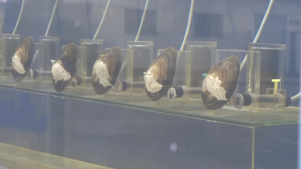 В Польше, Варшава, моллюски с датчиками, приклеенными к их раковинам, контролируют и автоматически отключают городское водоснабжение, если оно становится низкого качества. Если качество действительно падает,