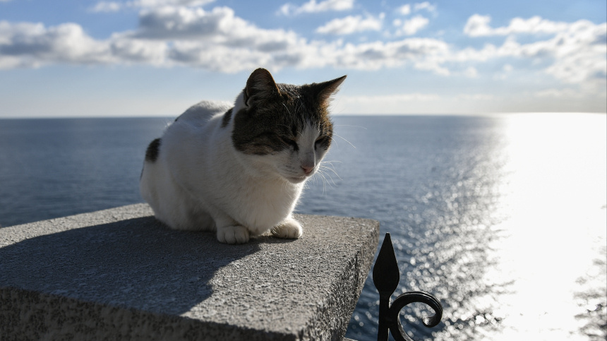    Фото: © РИА Новости/Константин Михальчевский; 5-tv.ru