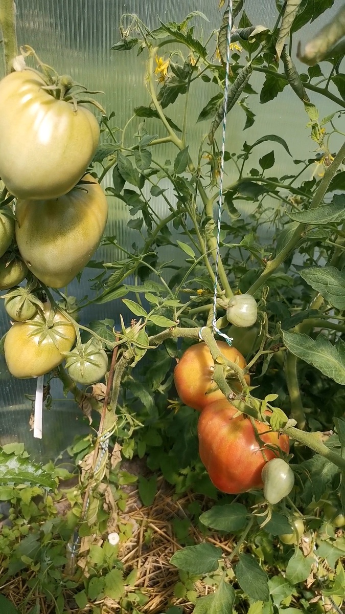 Вот тут я убирала много листьев, эксперимент провалился 