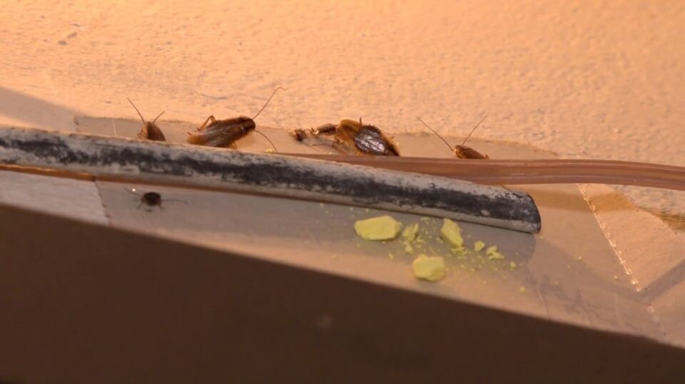    Тараканы. Источник: "Толк"