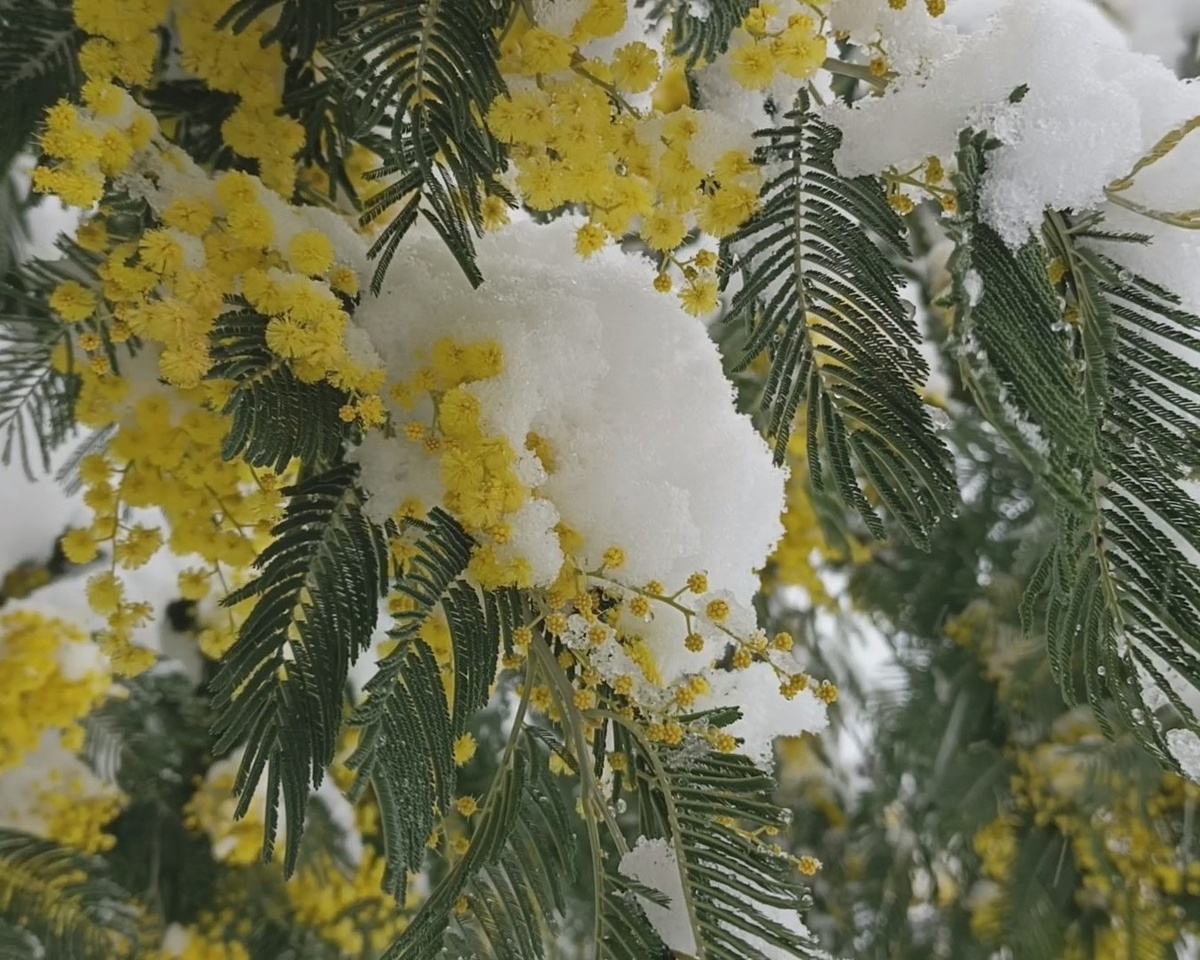 Адлер, 25.02.25 г.