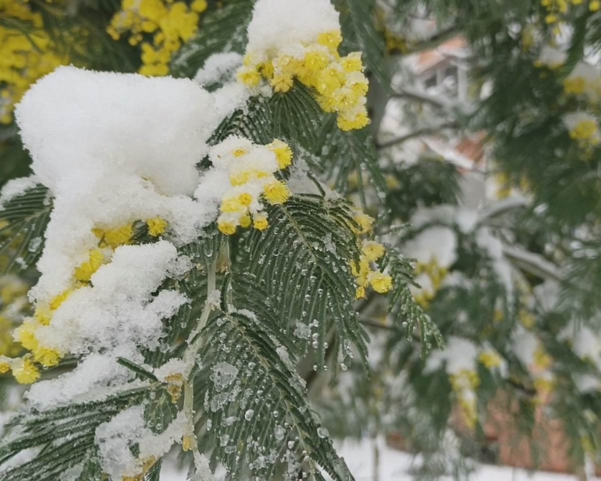 Адлер, 25.02.25 г.