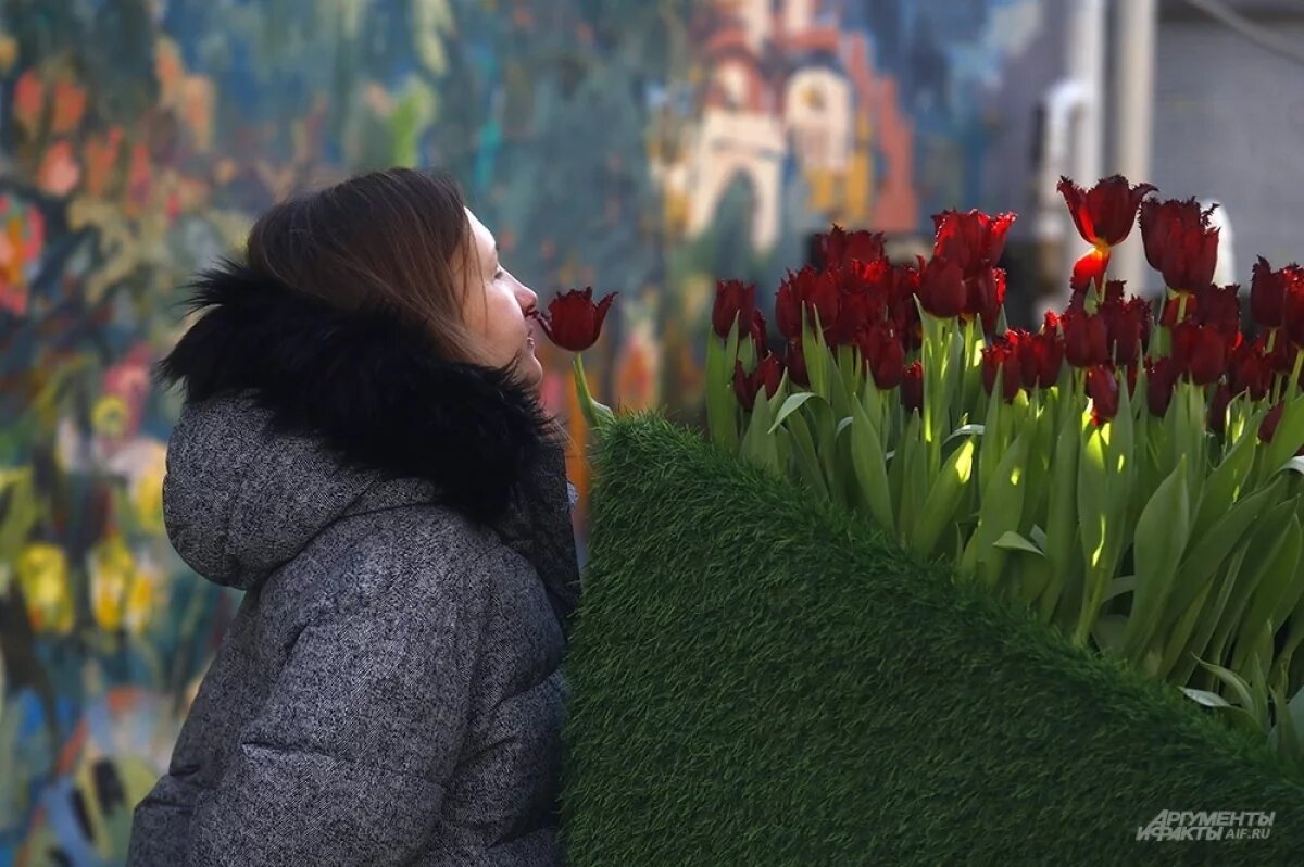     Темно-красные тюльпаны сорта Pacific Pearl