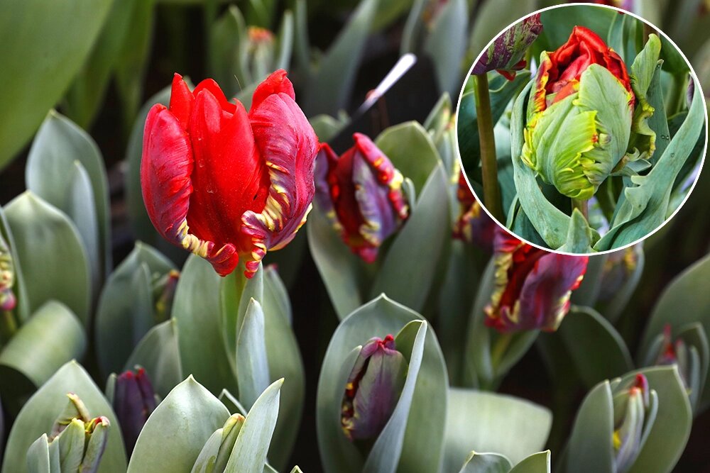    Фото:  Коллаж АиФ