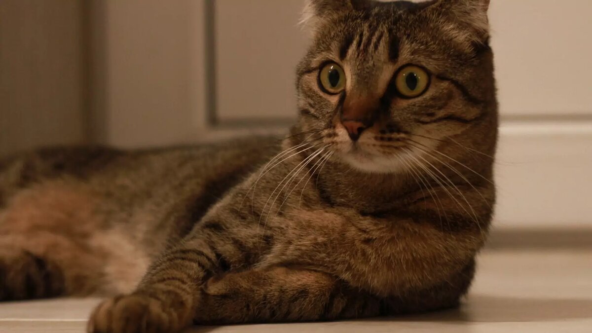     Источник: 1MI