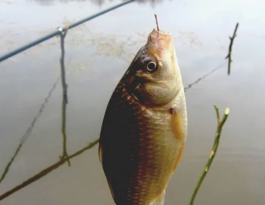 Карась пойманный ранней весной на мотыля. Источник фото fishingural.ru