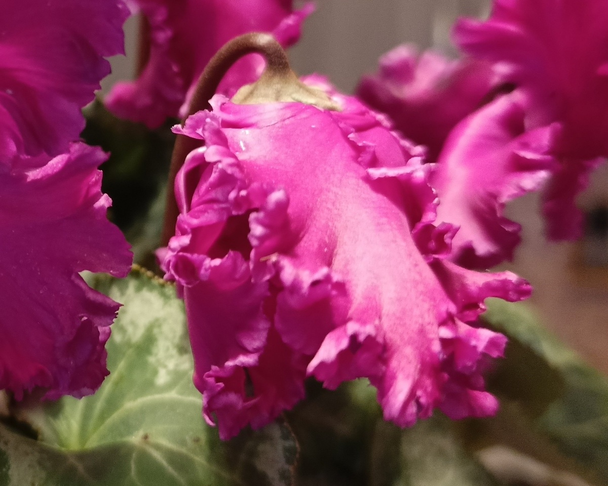 Адлер, февраль 2025 г. Мой цикламен.