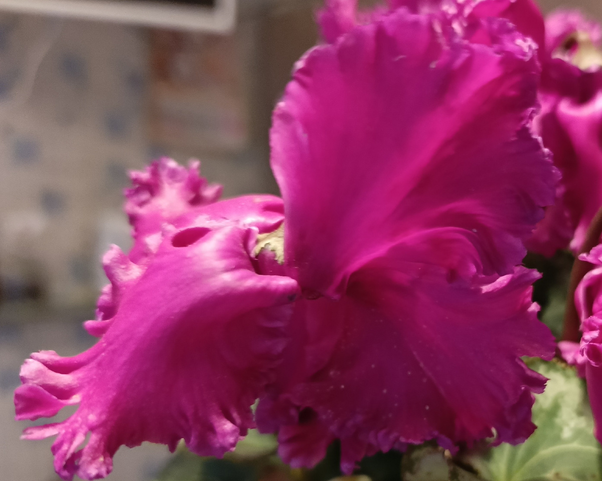 Адлер, февраль 2025 г. Мой цикламен.