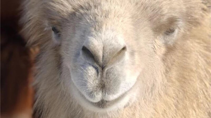     Лама Рада из барнаульского зоопарка. Барнаульский зоопарк