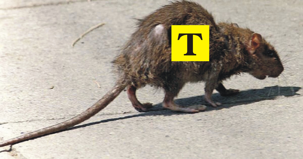 Предлагаю такой логотип для Т-банка