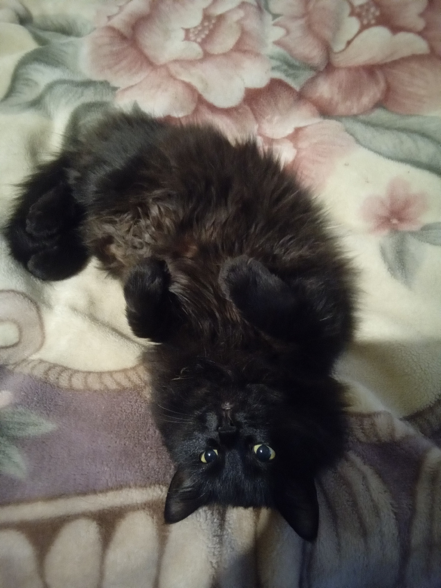 Фото автора.Мне и дома хорошо!