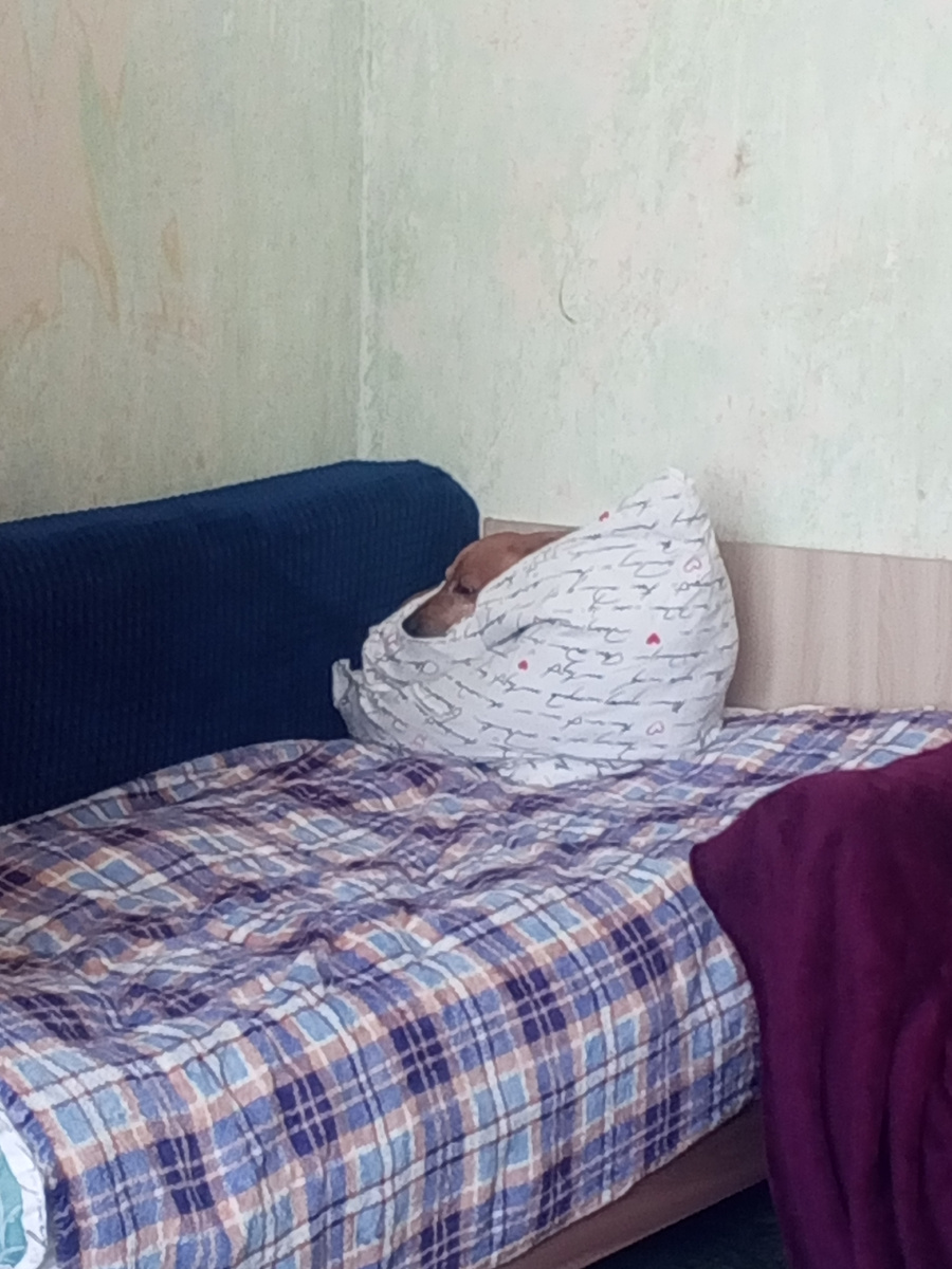 А синий плед вот так приспособила. Но и то собаки его умудряются зашерстить . На него шерсть и липнет и заметна на нëм. Такса Леди заныкалась за подушку. Чих в кадре плохо получается, всë не могу поймать удачный кадр. 