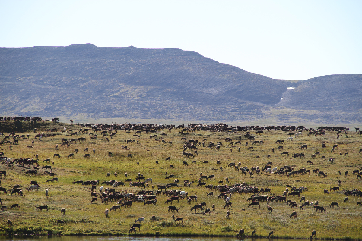 Тундру далеко видно