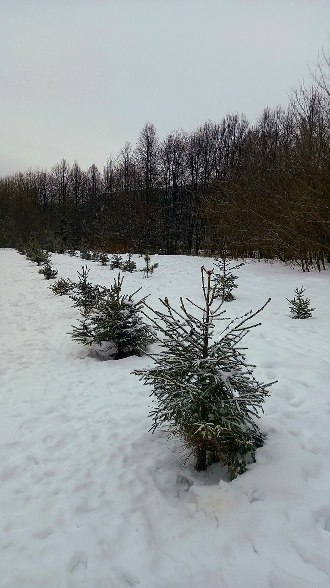 В лесу родились ёлочки.