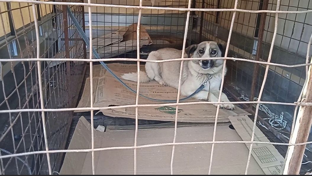 Привезли с отлова.