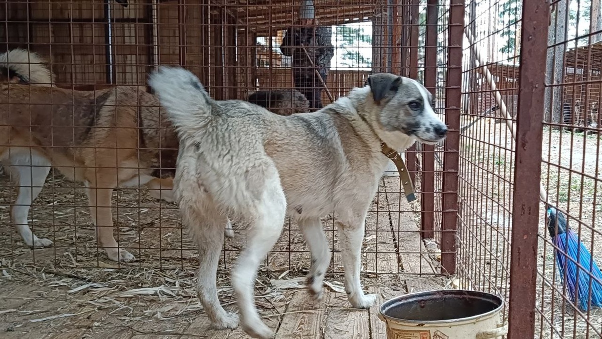 Красивая,добрая собака. 