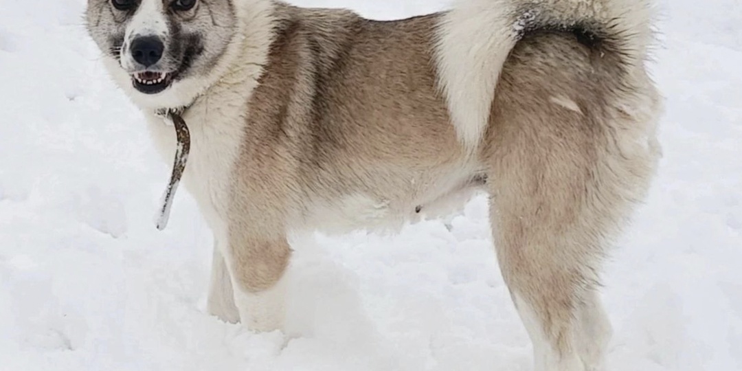 Хозяева бросили Дину на произвол судьбы. Она выжила и вновь обрела дом